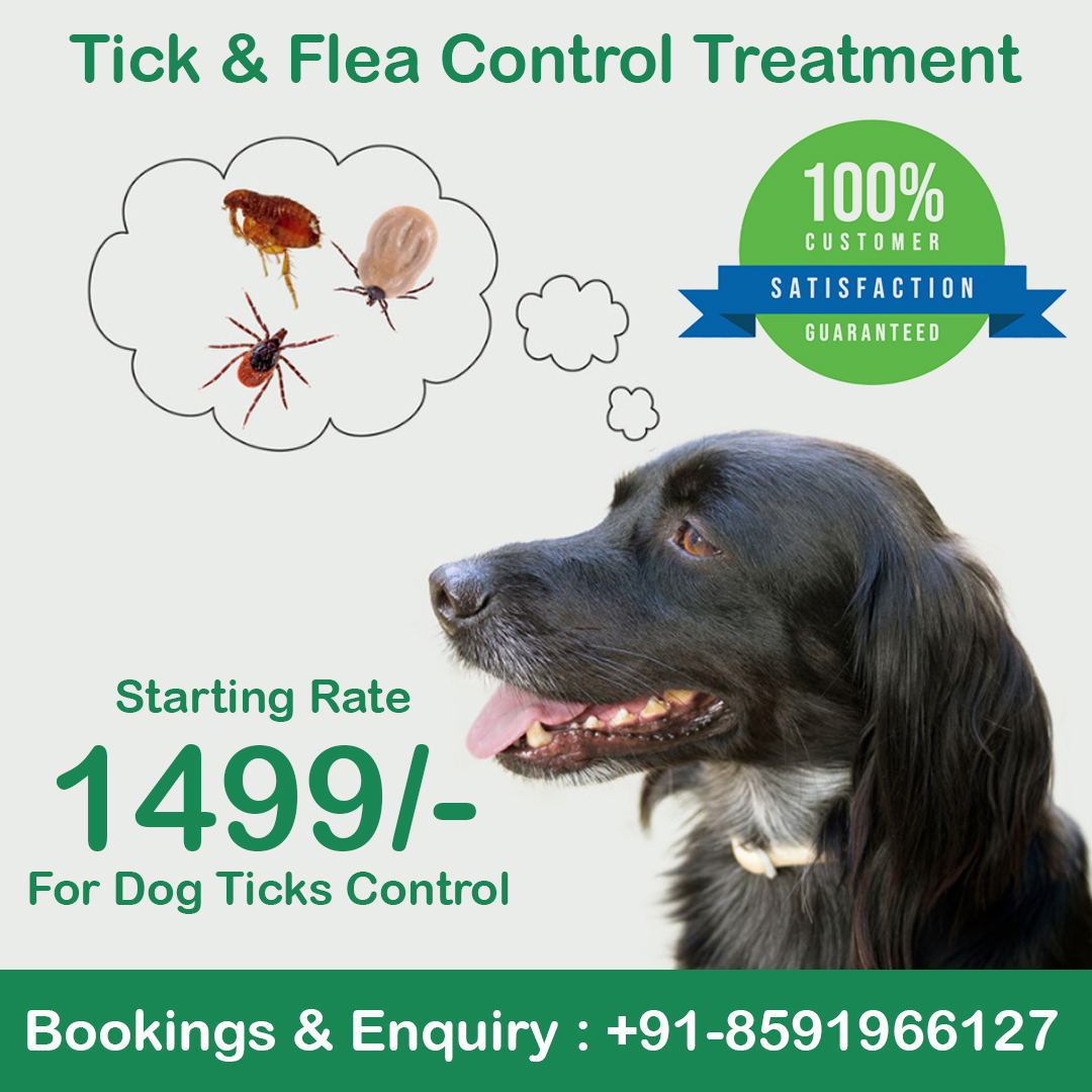 Dogticks Pest Control Kharghar